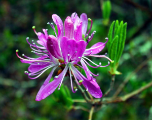 Rhodora Flower
